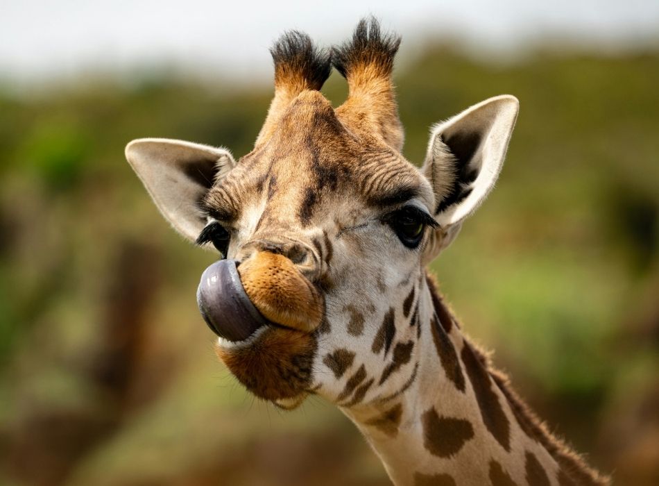 Girafe qui tire la langue lors d'une visite au Pal dans la Nièvre