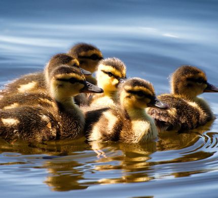 camping en bord d'étang