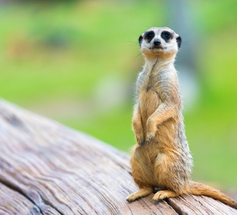 un suricate qui regarde le photographe au pal en bourgogne