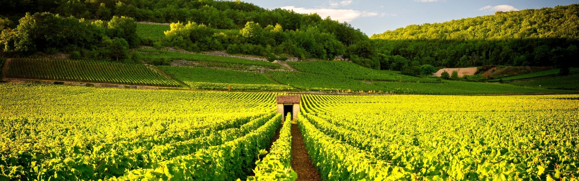 vignes bourgignonnes